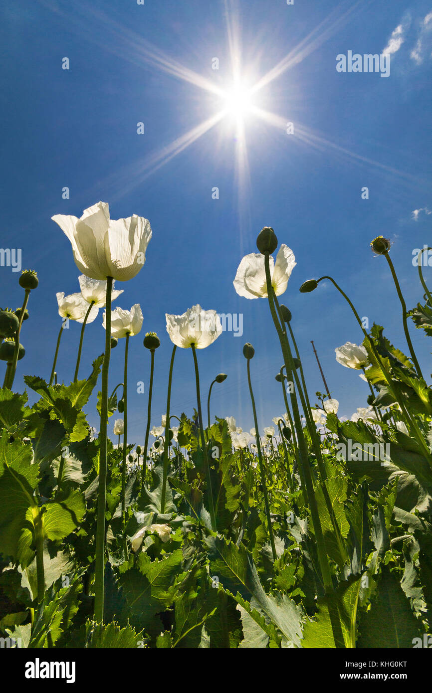 Auch als Schlafmohn Papaver somniferum in Lateinamerika, der Türkei bekannt. Stockfoto