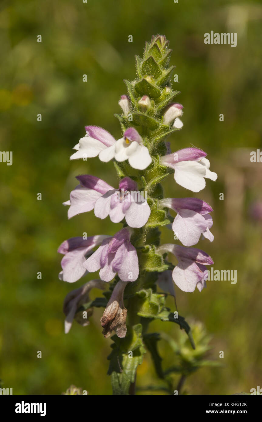 Frankreich, Korsika, Nebbio, St Florent, Wildflower Stockfoto