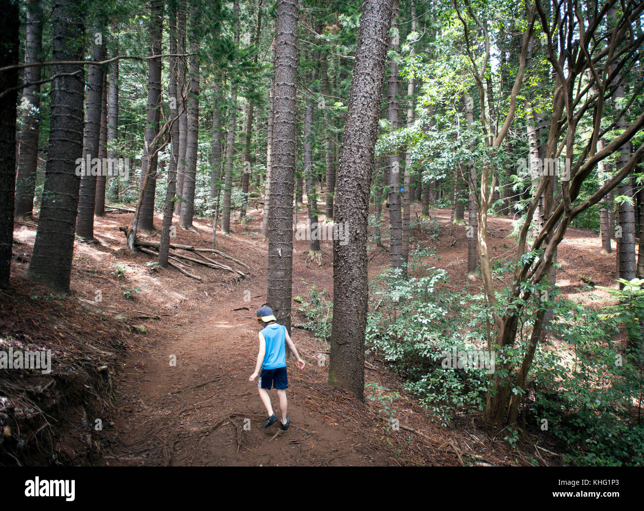 Junge wandern durch Kochen Kiefern in nounou Wald Stockfoto