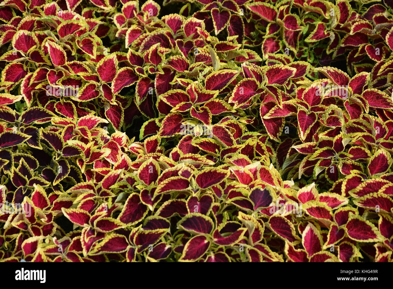 Coleus Blätter (Nettle gemalt, Flame Nettle) Stockfoto