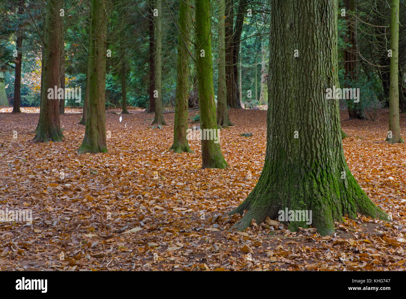 Bäume im Herbst in einem englischen Wald. Stockfoto