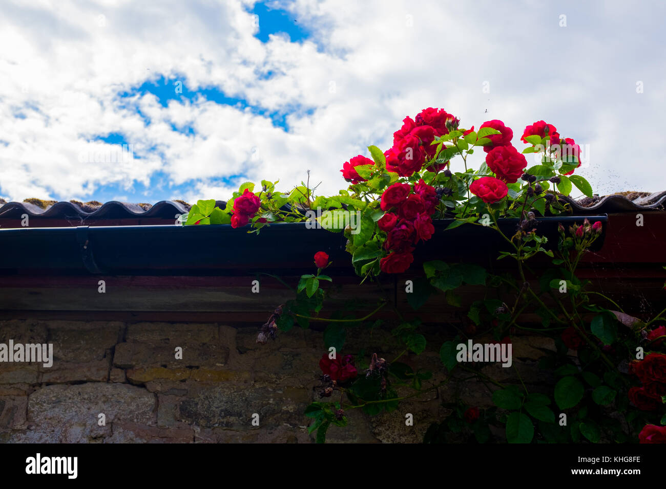 Rote Rosen wachsen auf dem raingutter eines Stonehouse im Süden Schwedens Öland. Stockfoto