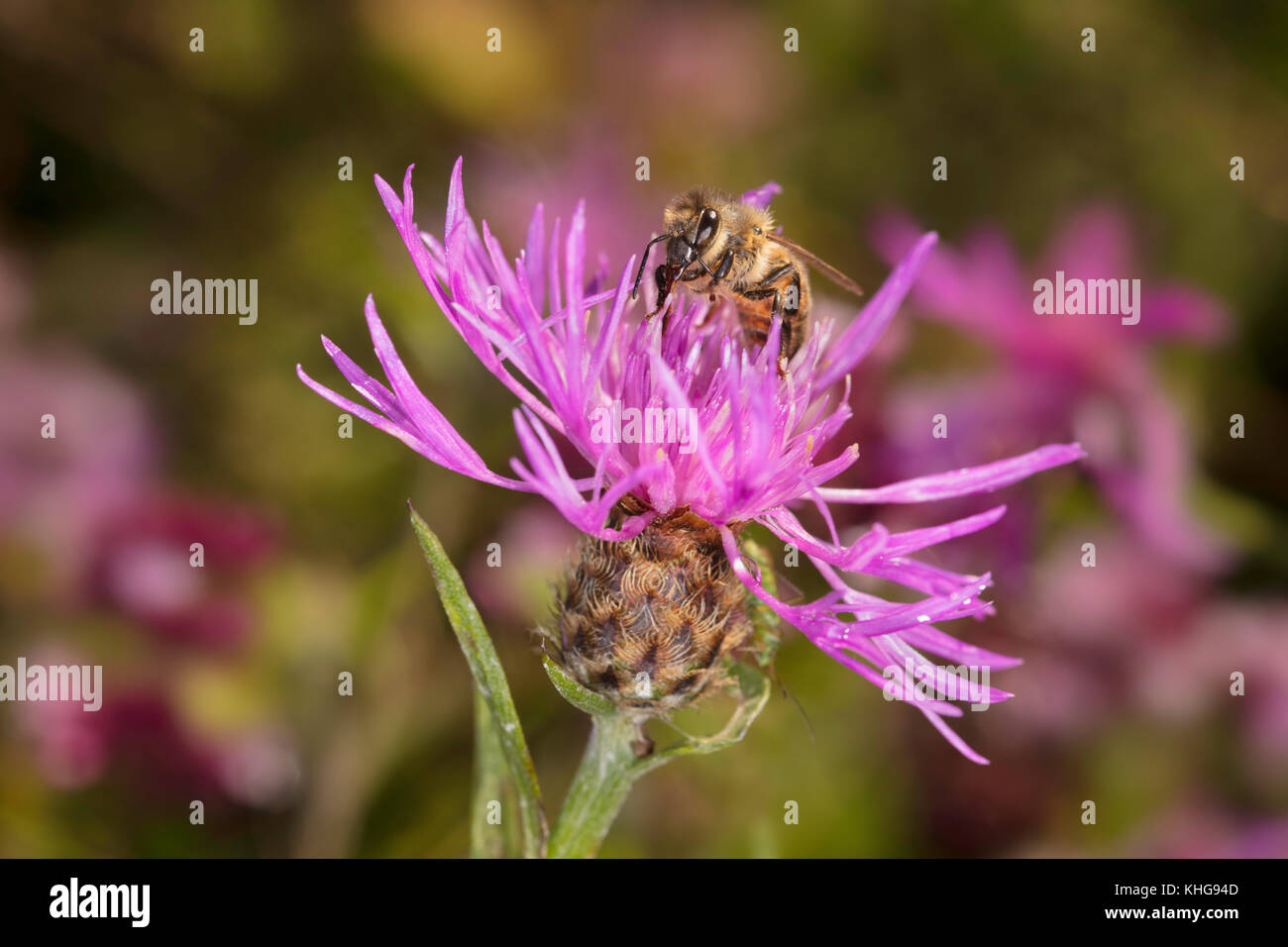 Biene auf gemeinsame Flockenblume Blume Stockfoto