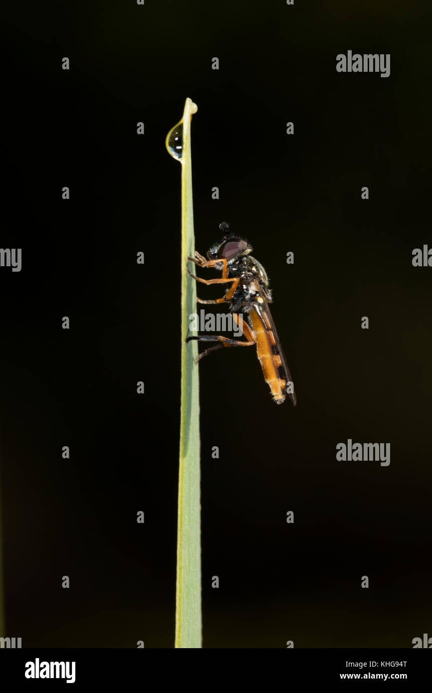Hoverfly (playcheirus granditarsus) an der Spitze einer Iris Blatt beigelegt Stockfoto