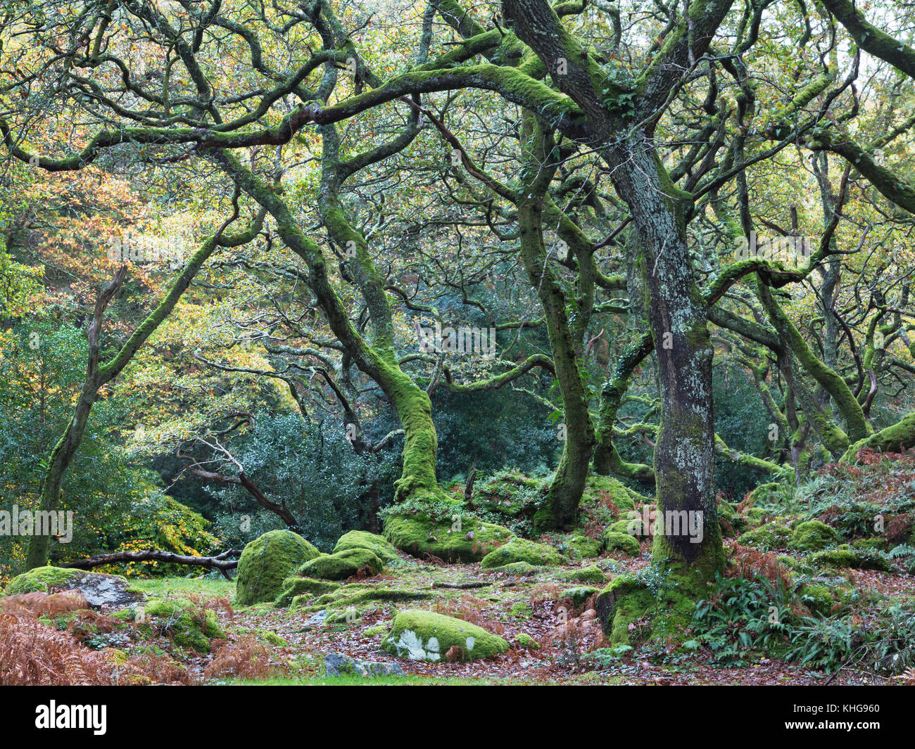 Twisted Oak Tree trunks in britischen Wald im Herbst Stockfoto