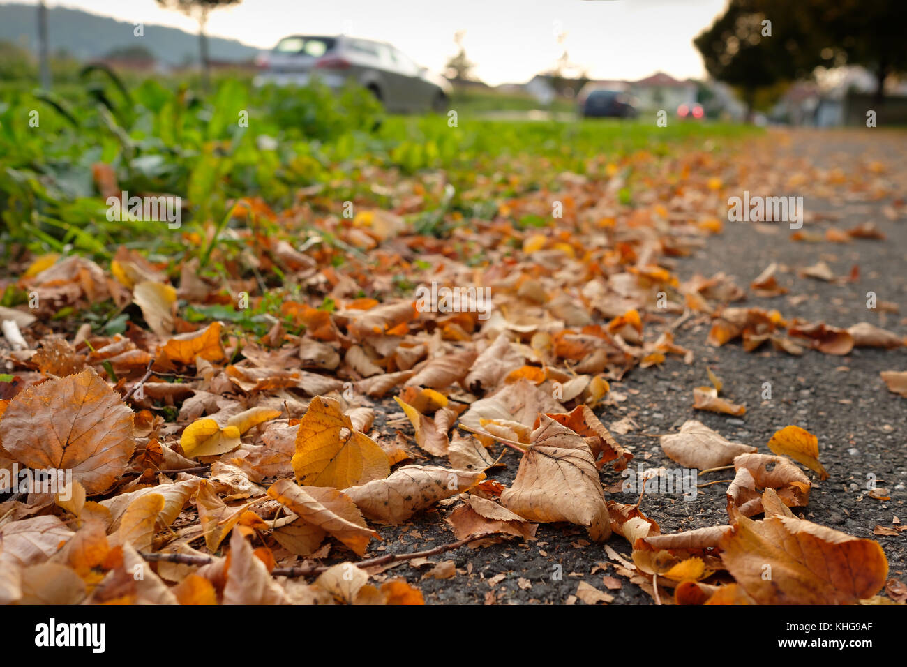 Blätter im Herbst auf einer Straße mit unscharfen Autos Stockfoto