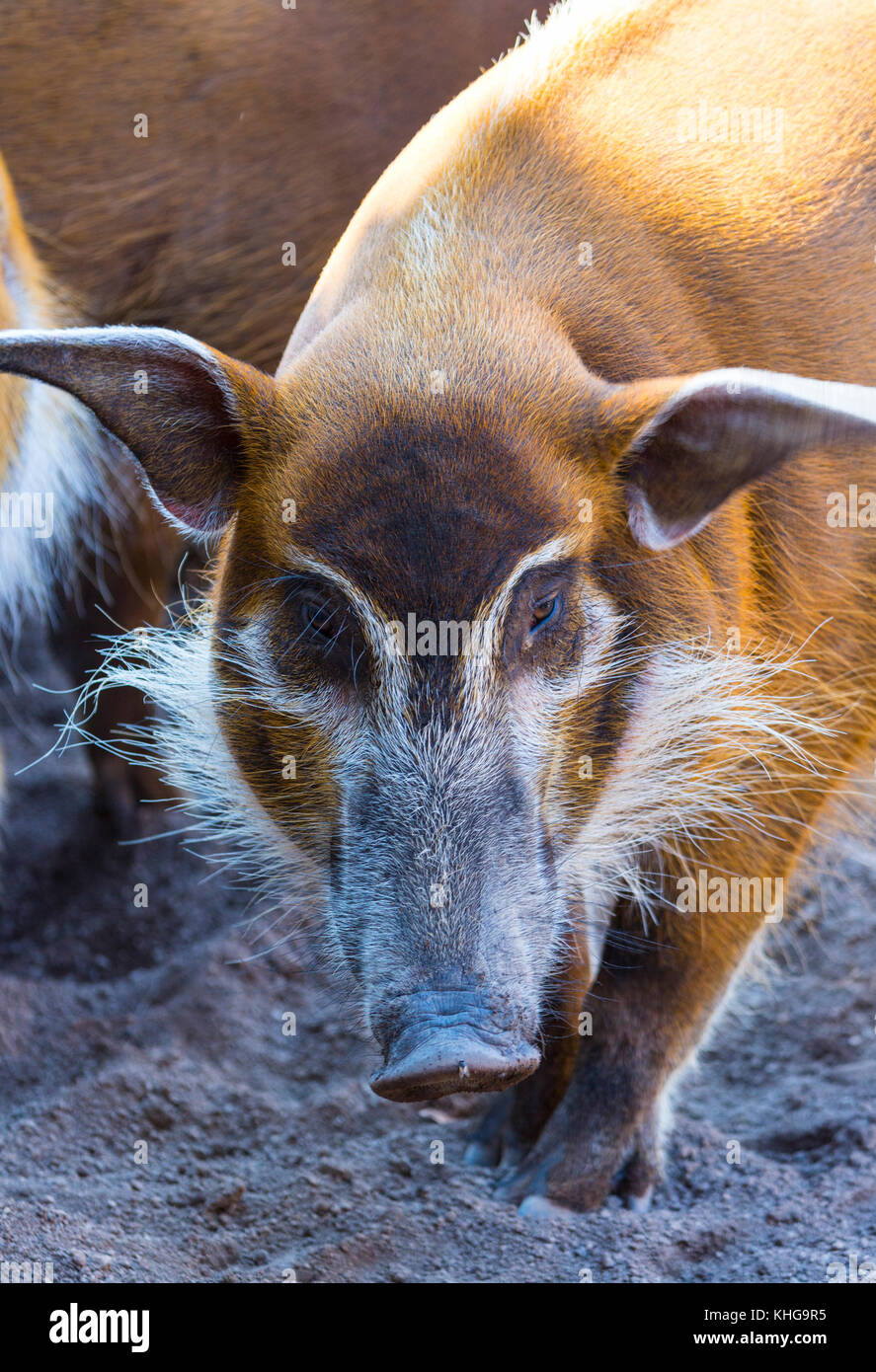 Red River hog (Potamochoerus Porcus) Stockfoto