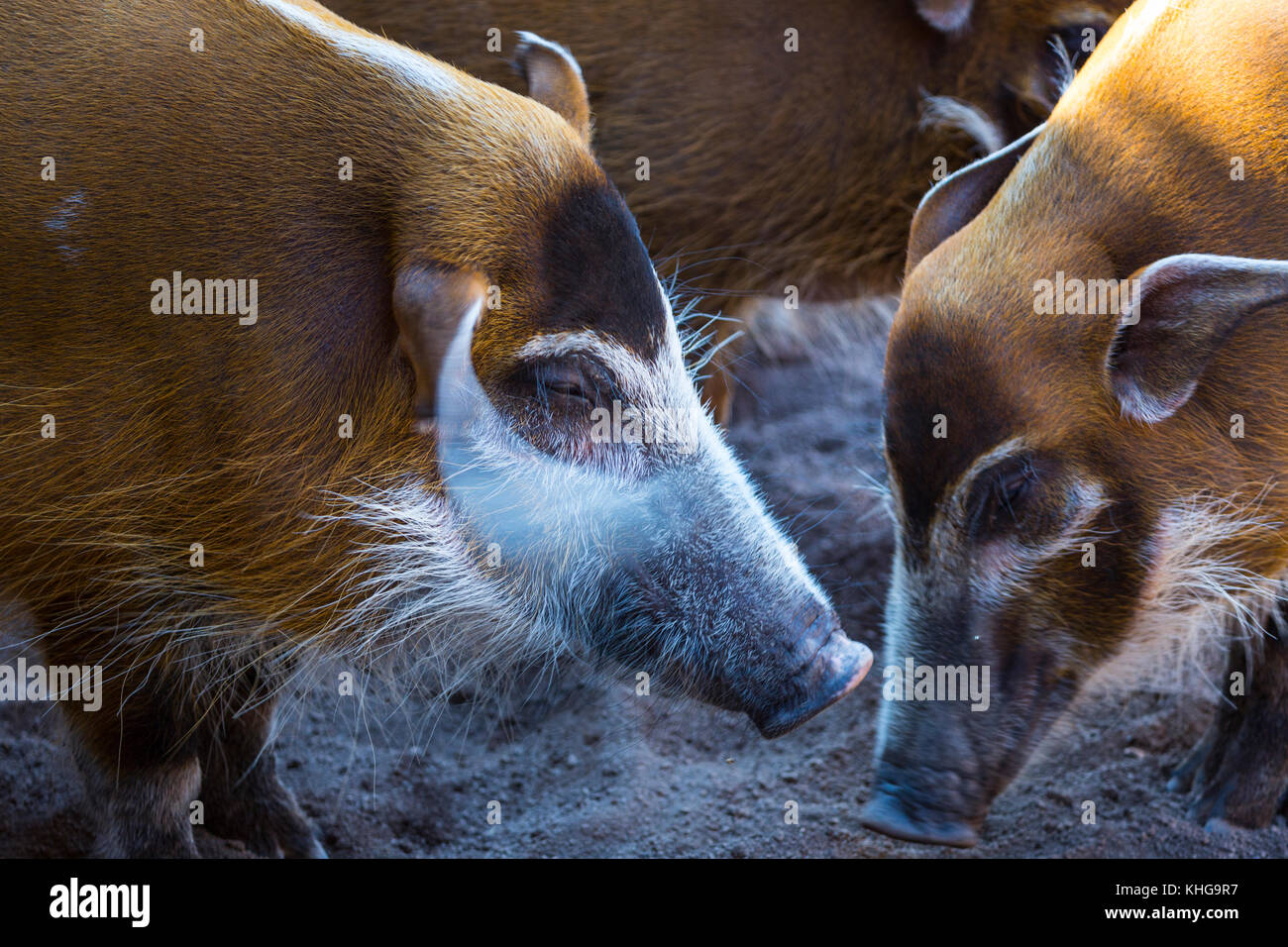 Red River hog (Potamochoerus Porcus) Stockfoto