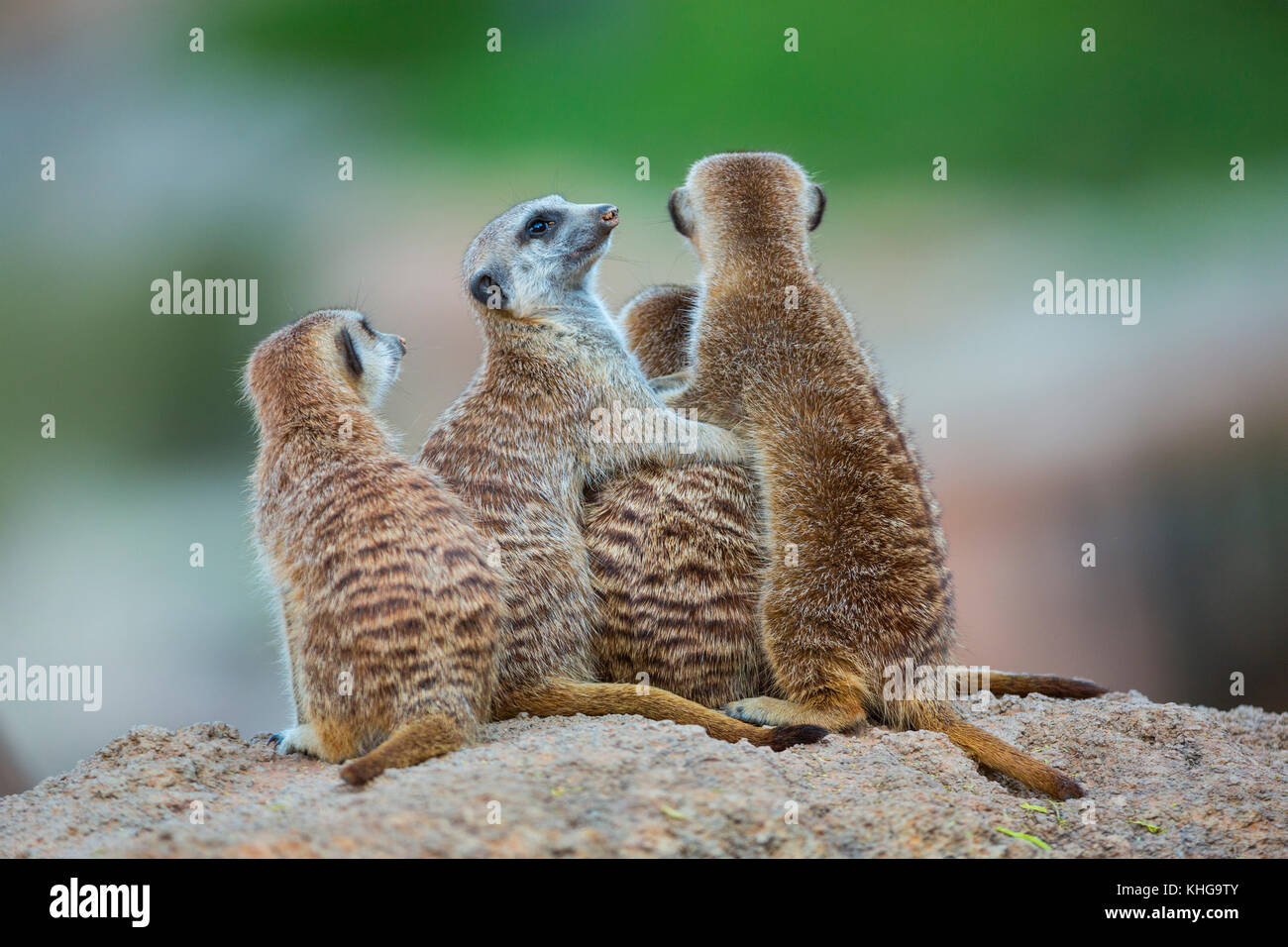 Familie der Erdmännchen. Erdmännchen oder surikat (Suricata suricatta) Stockfoto