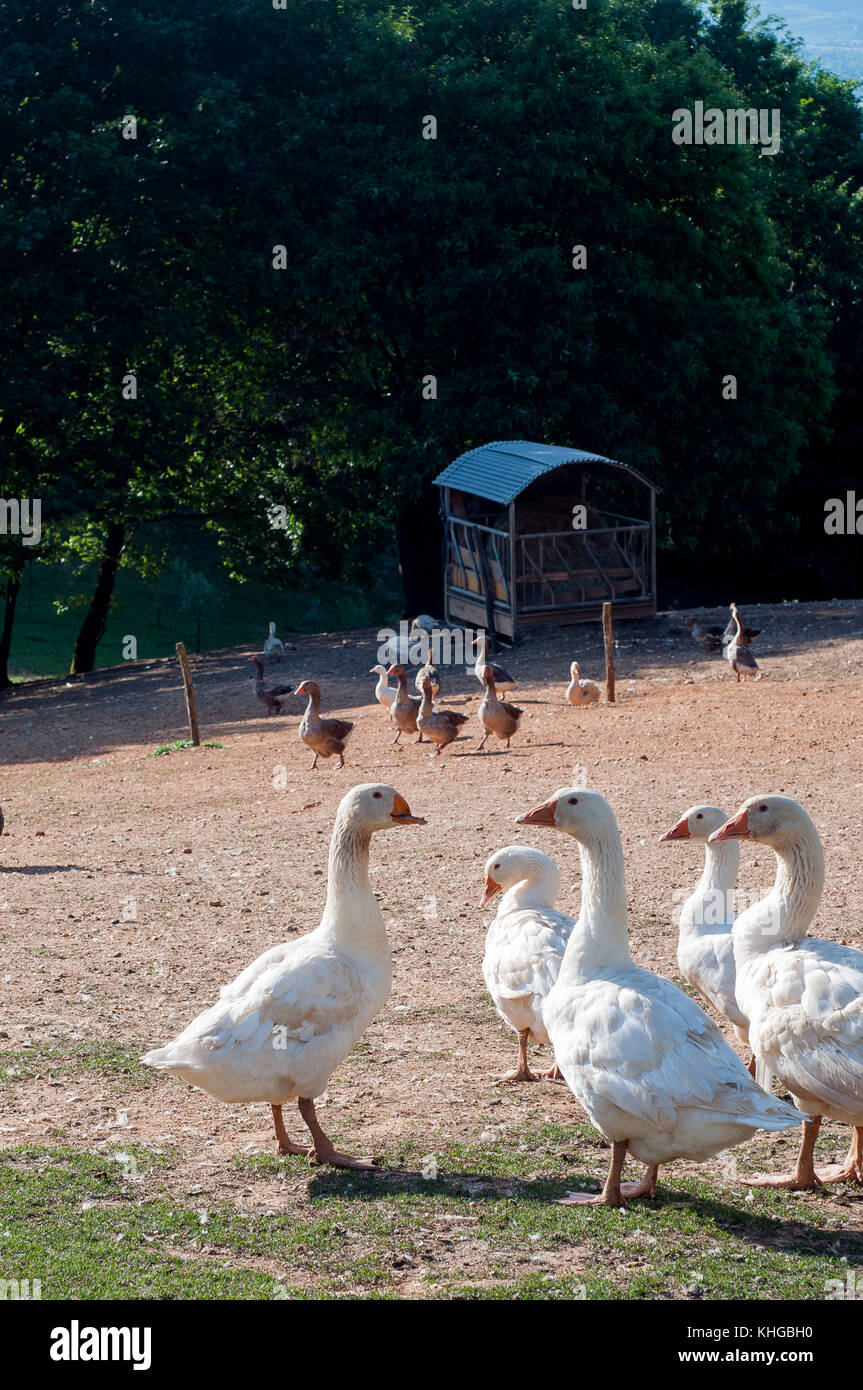 Gruppe von Weißen Gänse zurück Bauernhof in der italienischen Landschaft Stockfoto