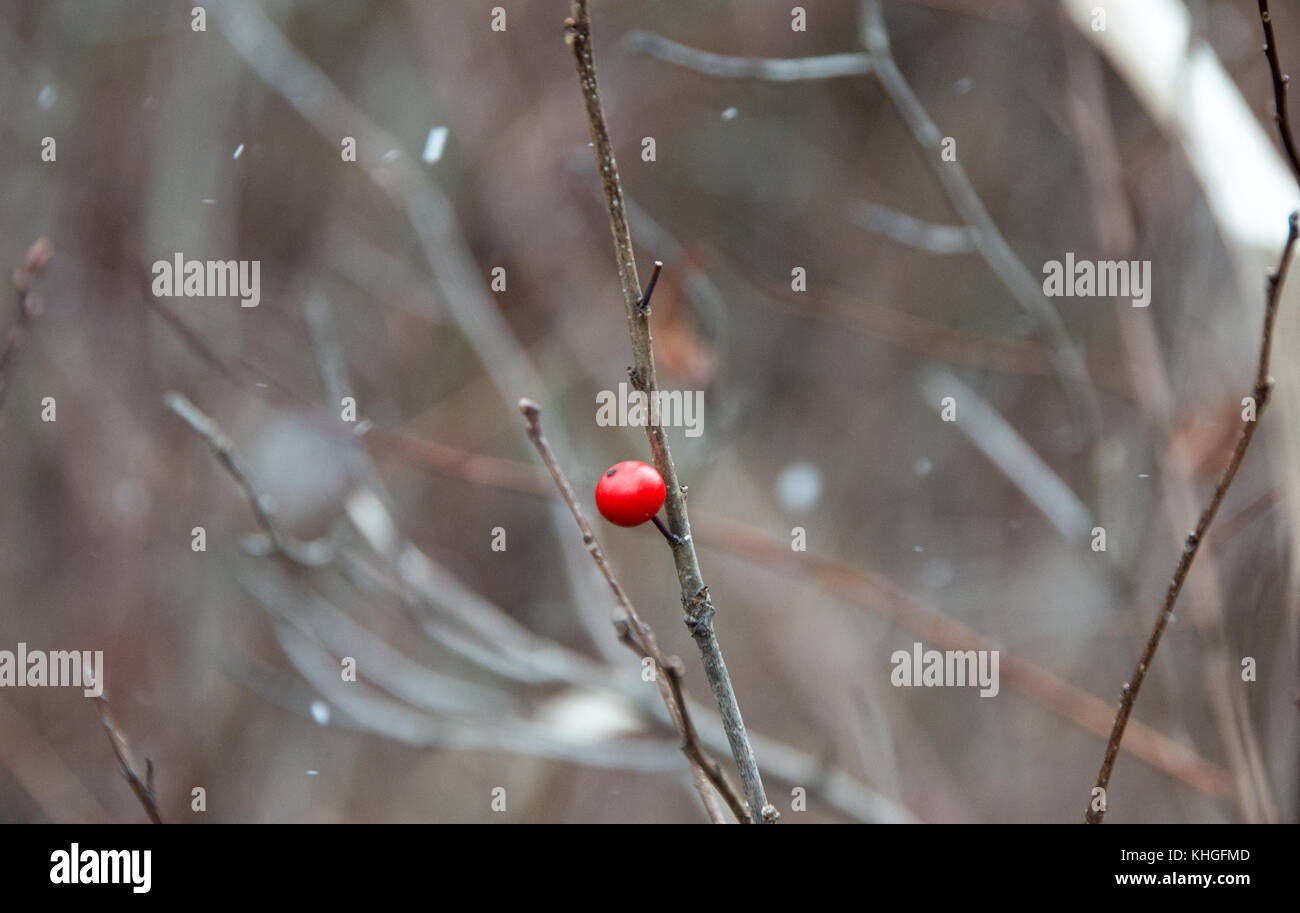 Eine rote Beere an Zweig mit Schneeflocken fliegen herum Stockfoto