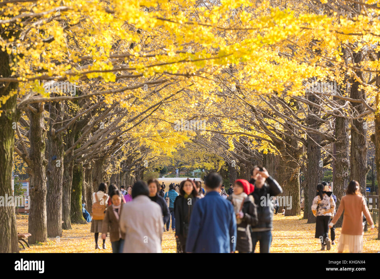 Tokio, Japan. November 2017. Viele Besucher genießen das Wischen und Fotografieren von Gingko-Bäumen im Shouwa Kinen Park in Tachikawa Tokyo. Kredit: Yuichiro Tashiro /Alamy Live News Stockfoto