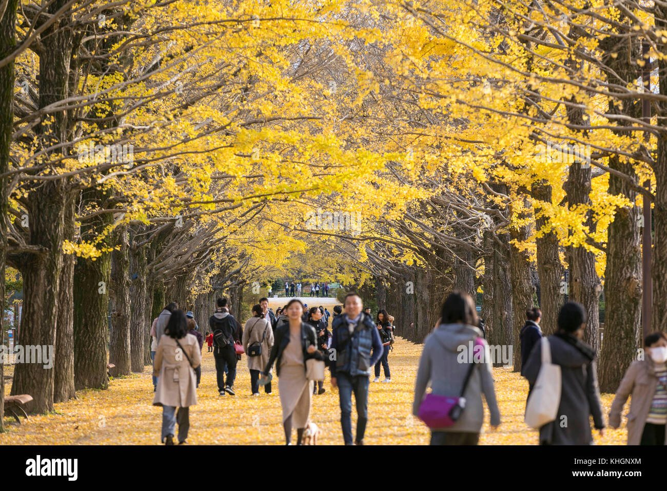 Tokio, Japan. November 2017. Viele Besucher genießen das Wischen und Fotografieren von Gingko-Bäumen im Shouwa Kinen Park in Tachikawa Tokyo. Kredit: Yuichiro Tashiro /Alamy Live News Stockfoto