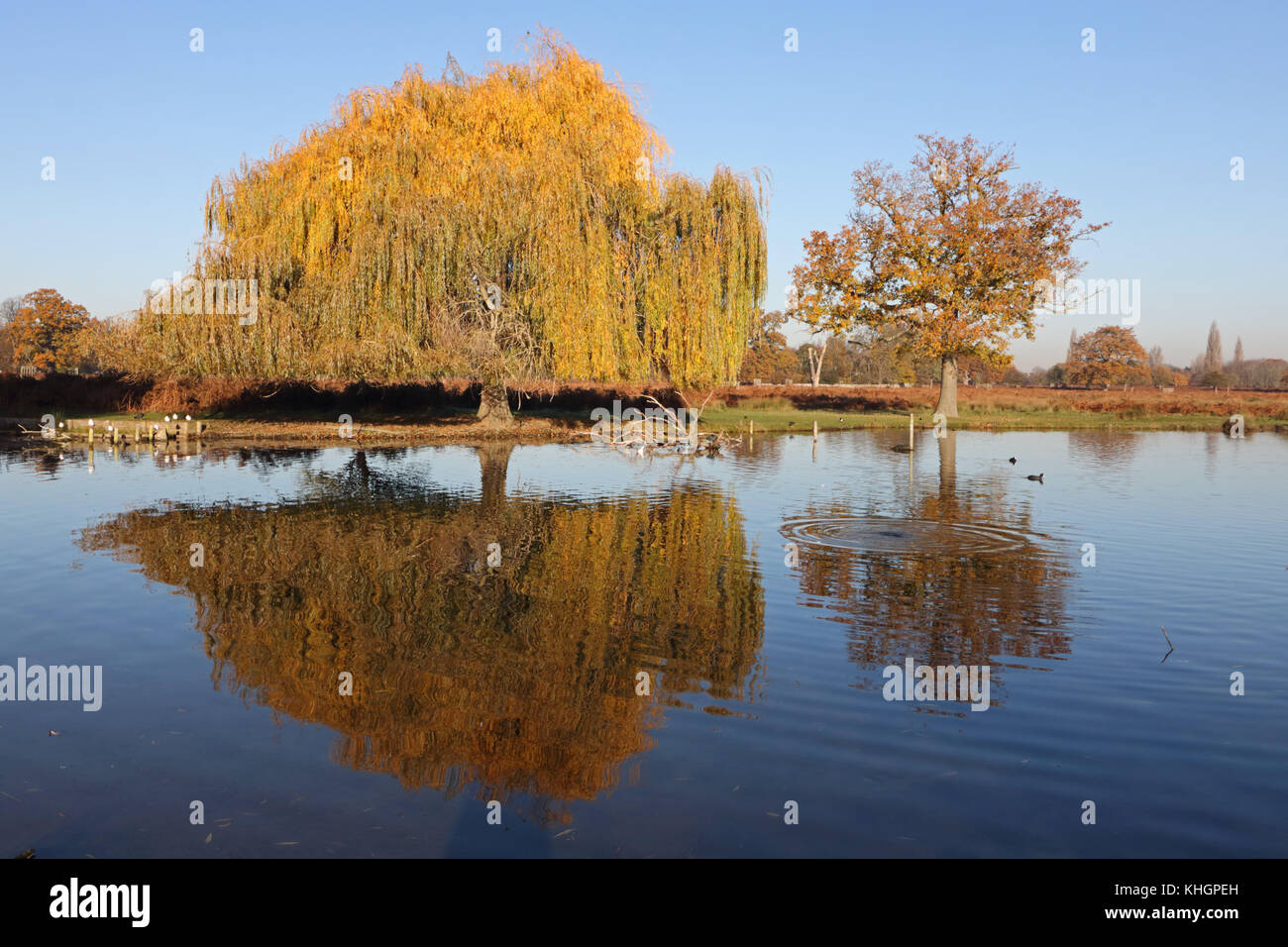 Bushy Park, SW London, UK. 17. November 2017. Goldener Herbst Farben
