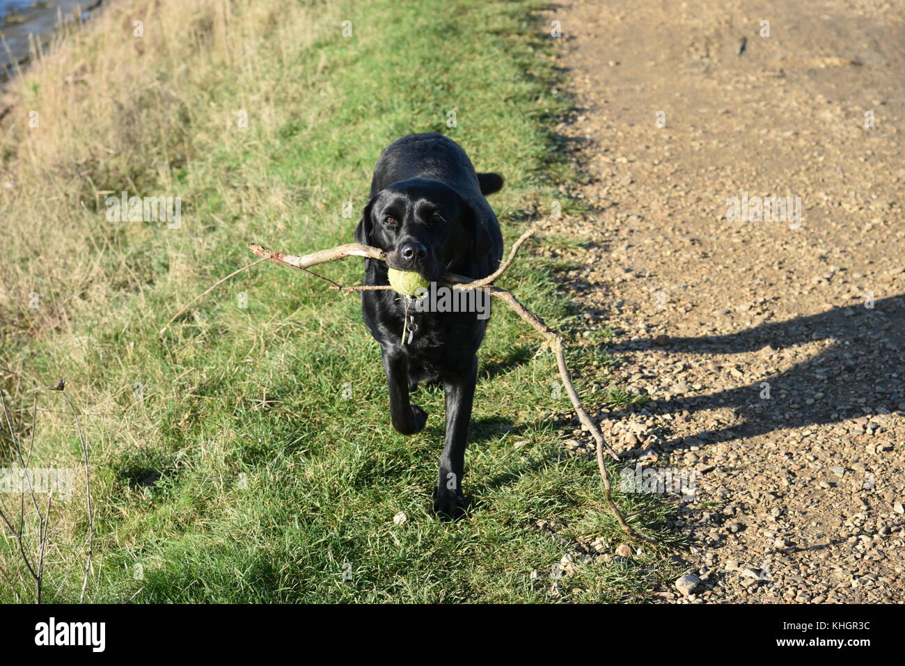 Hampshire, UK. 17. Nov, 2017. Vögeln, Tieren und Menschen genießen Sie schöne Herbstwetter in Lymington und keyhaven Sümpfe lokale Naturschutzgebiet. Hampshire, UK. 17. November 2017. Credit: ajit Wick/alamy leben Nachrichten Stockfoto