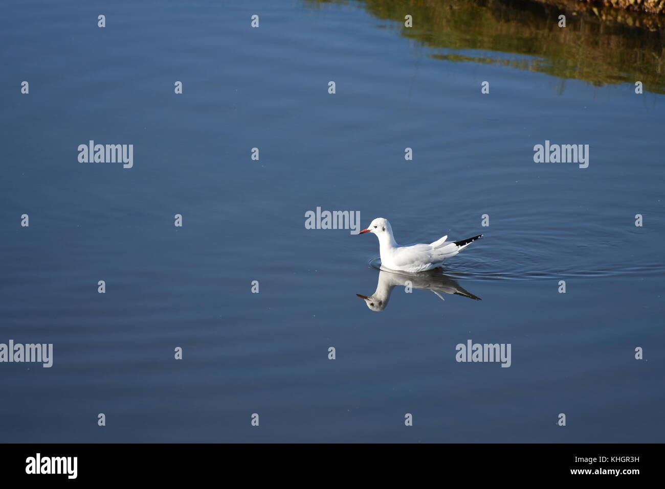 Hampshire, UK. 17. Nov, 2017. Vögeln, Tieren und Menschen genießen Sie schöne Herbstwetter in Lymington und keyhaven Sümpfe lokale Naturschutzgebiet. Hampshire, UK. 17. November 2017. Credit: ajit Wick/alamy leben Nachrichten Stockfoto