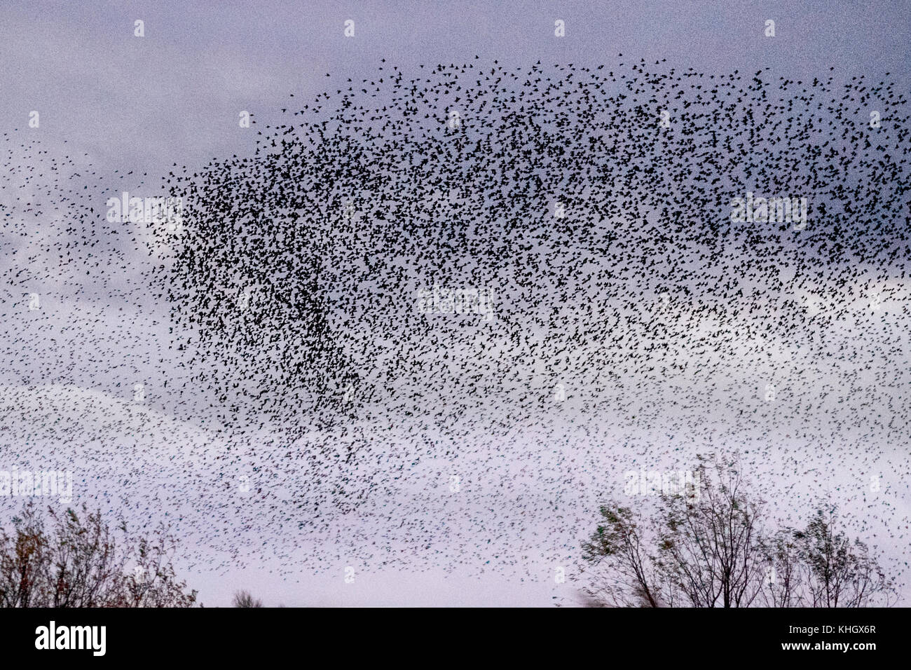 Burscough, Lancashire, UK Wetter 18. November 2017. Spektakuläre Starling Herden mumurate über Martin bloße Naturschutzgebiet bei Sonnenuntergang als schätzungsweise 50 000 Stare am Angriff von einem kalten Winter zu sammeln und die ersten Nächte in diesem Herbst sammeln und Gruppierungen auslöst. Das Geräusch oder Rattern, die Interaktion zwischen den riesigen Zahlen, wie sie fliegen, ist sehr intensiv und wird gedacht, Teil einer Kommunikation von Art. Diese riesigen Herden sind die Größten der letzten 12 Jahre gesehen, und hohe Attraktivität für Vogelbeobachter in den Bereich. Kredit. MediaWorldImages/AlamyLiveNews Stockfoto