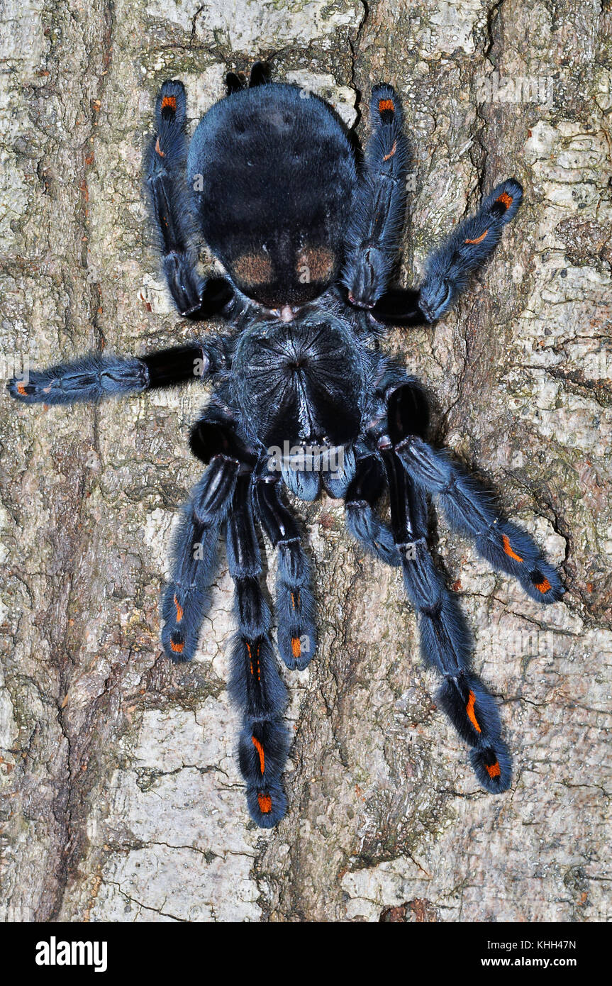 Venezolanischer Suntiger (Psalmopoeus irminia), der auf einem Hirschgeweih ruht Stockfoto