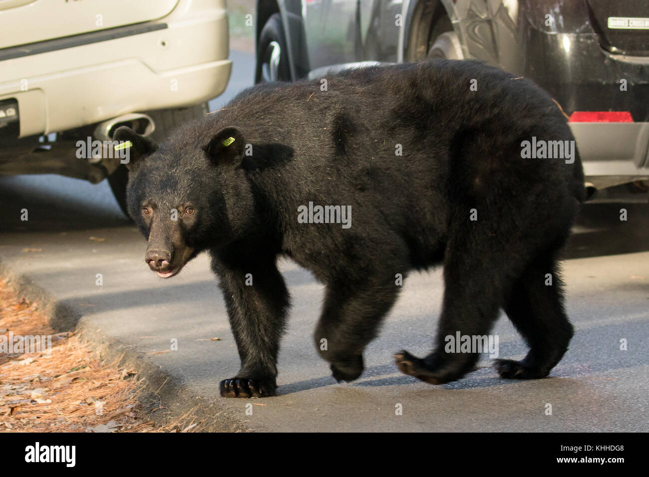 Black Bear Überqueren der Straße Stockfoto