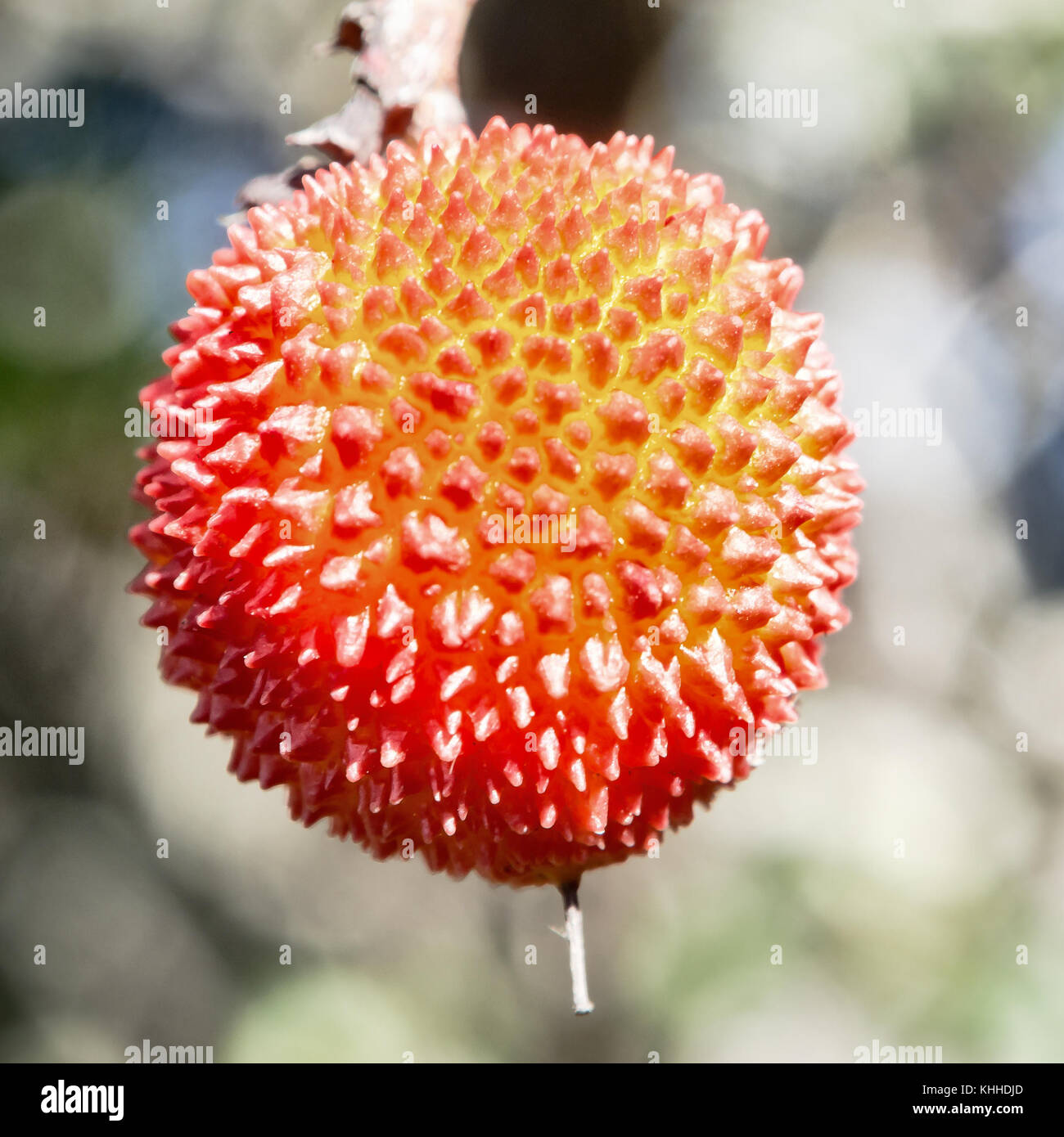 Vor einem Apple Kain. Insbesondere eines Stocks Apfel, Erdbeere Baum Stockfoto