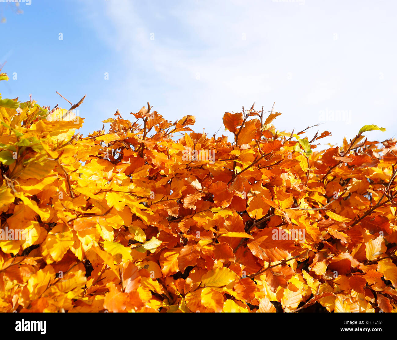 Blätter im Herbst chester Großbritannien Stockfoto