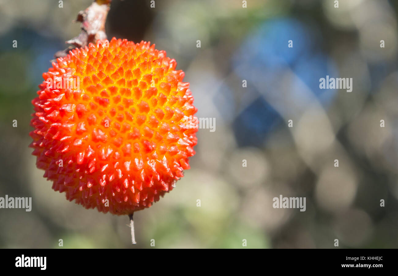 Vor einem Apple Kain. Insbesondere eines Stocks Apfel, Erdbeere Baum Stockfoto