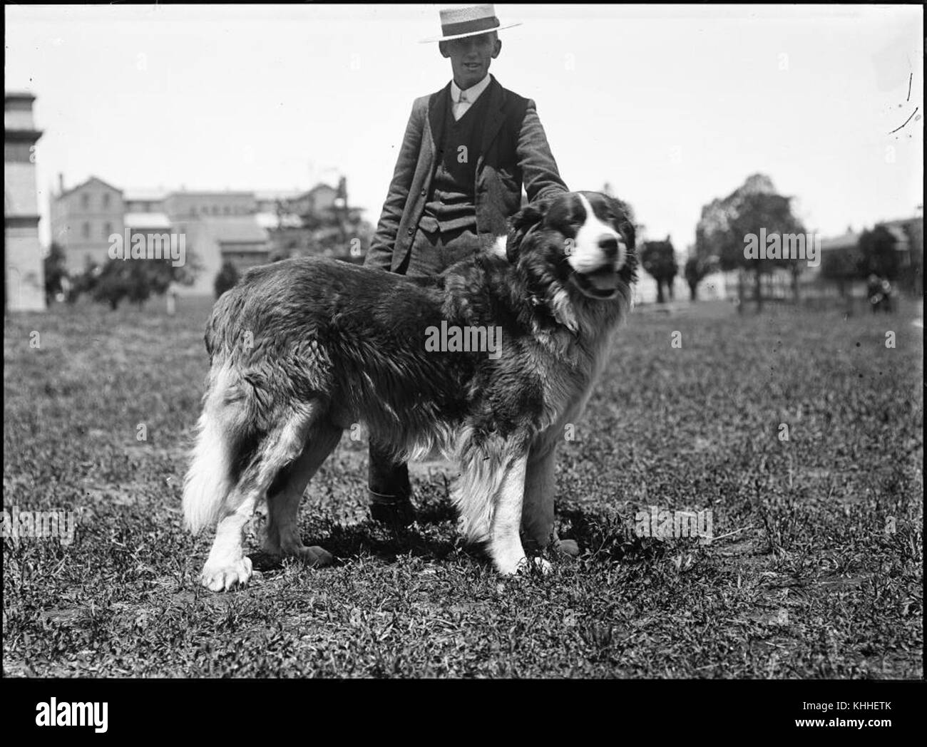 Wolfhound (4903286983) Stockfoto