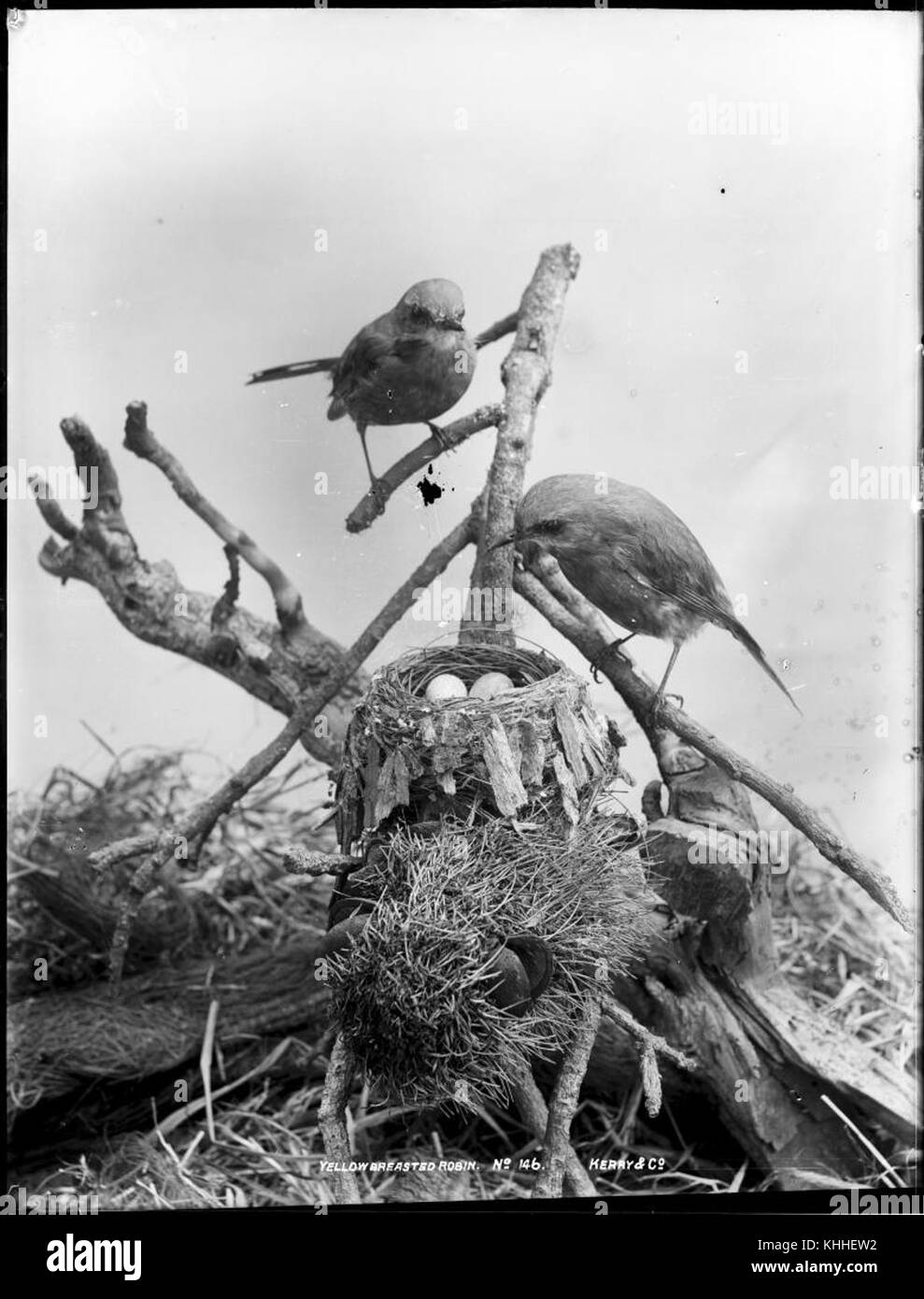 Der Gelbbrust Robin, bekannt für seinen hellgelben Bauch und seine auffälligen schwarz-weißen Markierungen, ist eine einheimische Art, die in Nordamerika häufig vorkommt. Dieser kleine Vogel ist bekannt für sein melodiöses Lied und wird oft in bewaldeten Gebieten beobachtet. Die Anwesenheit des robins ist ein Zeichen für saisonale Veränderungen, besonders im Frühjahr. Stockfoto