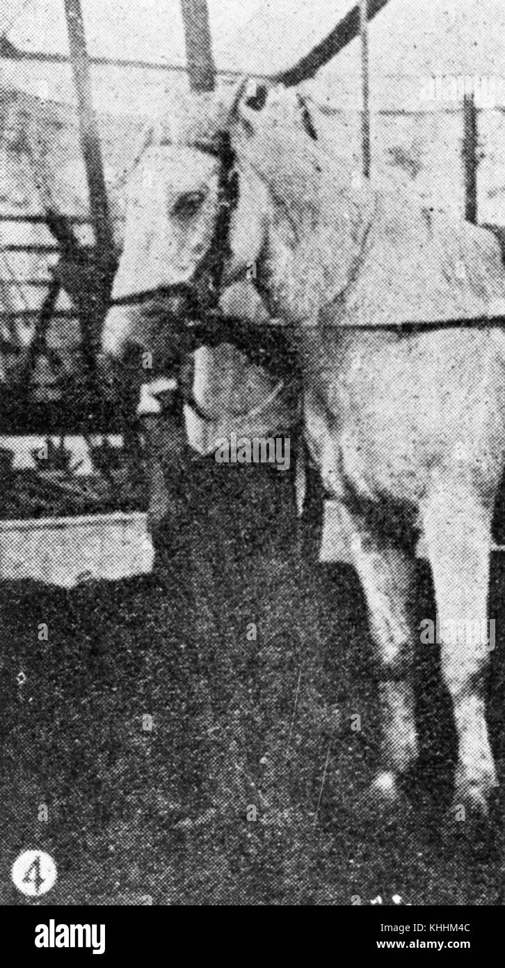 2 151855 Einer der gebildeten Philip Wirth's Pferde in Brisbane, 1903 Stockfoto