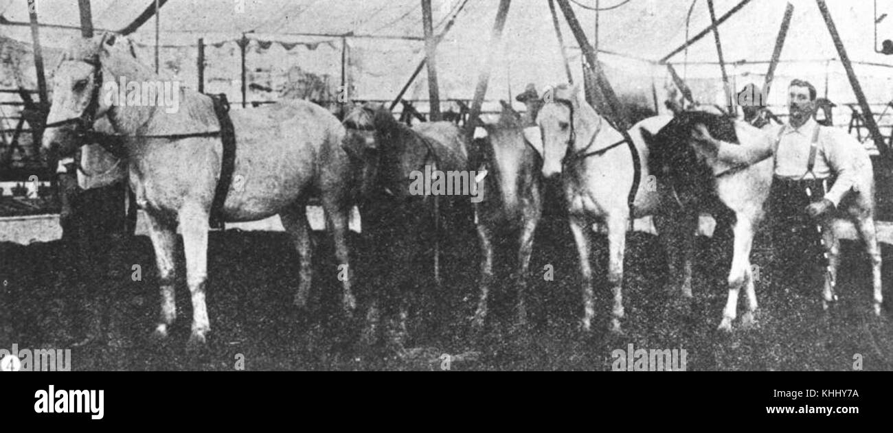 2 43531 Philipp Wirth und seine ausgebildeten Pferden in Brisbane, 1903 Stockfoto