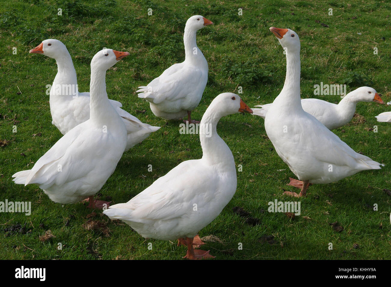 Eine Gruppe von Emden Gänse in einem Feld in Devonshire. Stockfoto