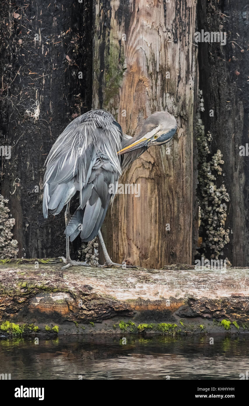 Ein Great Blue Heron verwendet seinen langen Hals und Bill seine Federn zu putzen, beim Stehen auf einem Protokoll unterstützt durch Barnacle - verkrustete Pilings Stockfoto