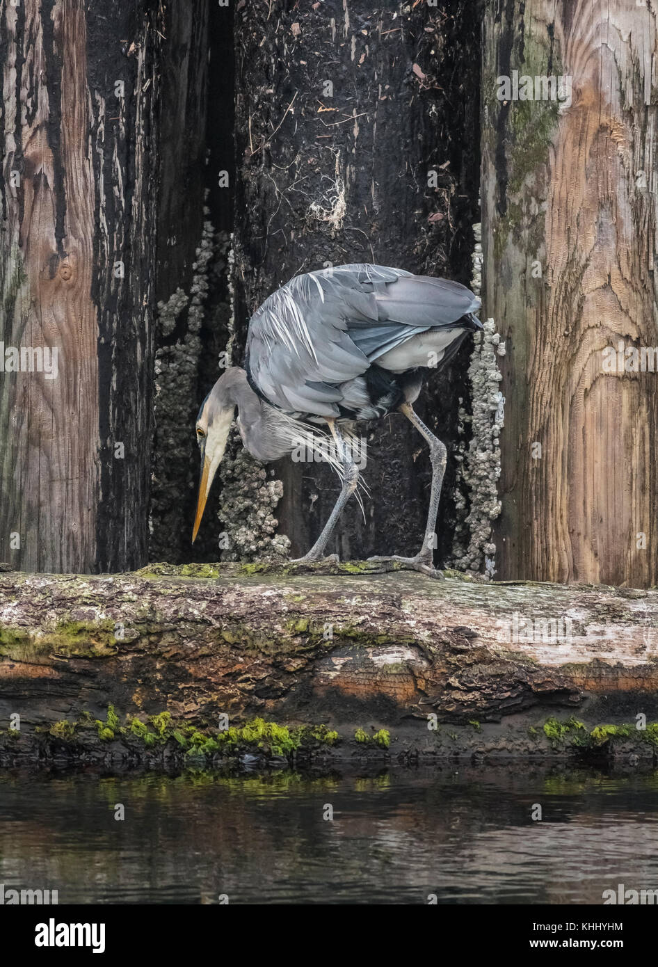 Ein Great Blue Heron starrt auf das Wasser aus seinen Angeln Zander auf ein Protokoll, mit dem barnacle verkrustete Pilings der Wellenbrecher hinter sich. Stockfoto