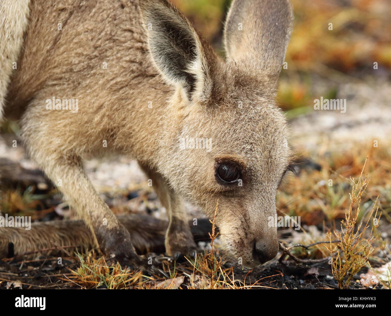 Ein Eastern Grey Kangaroo Fütterung dicht über dem Boden. Stockfoto