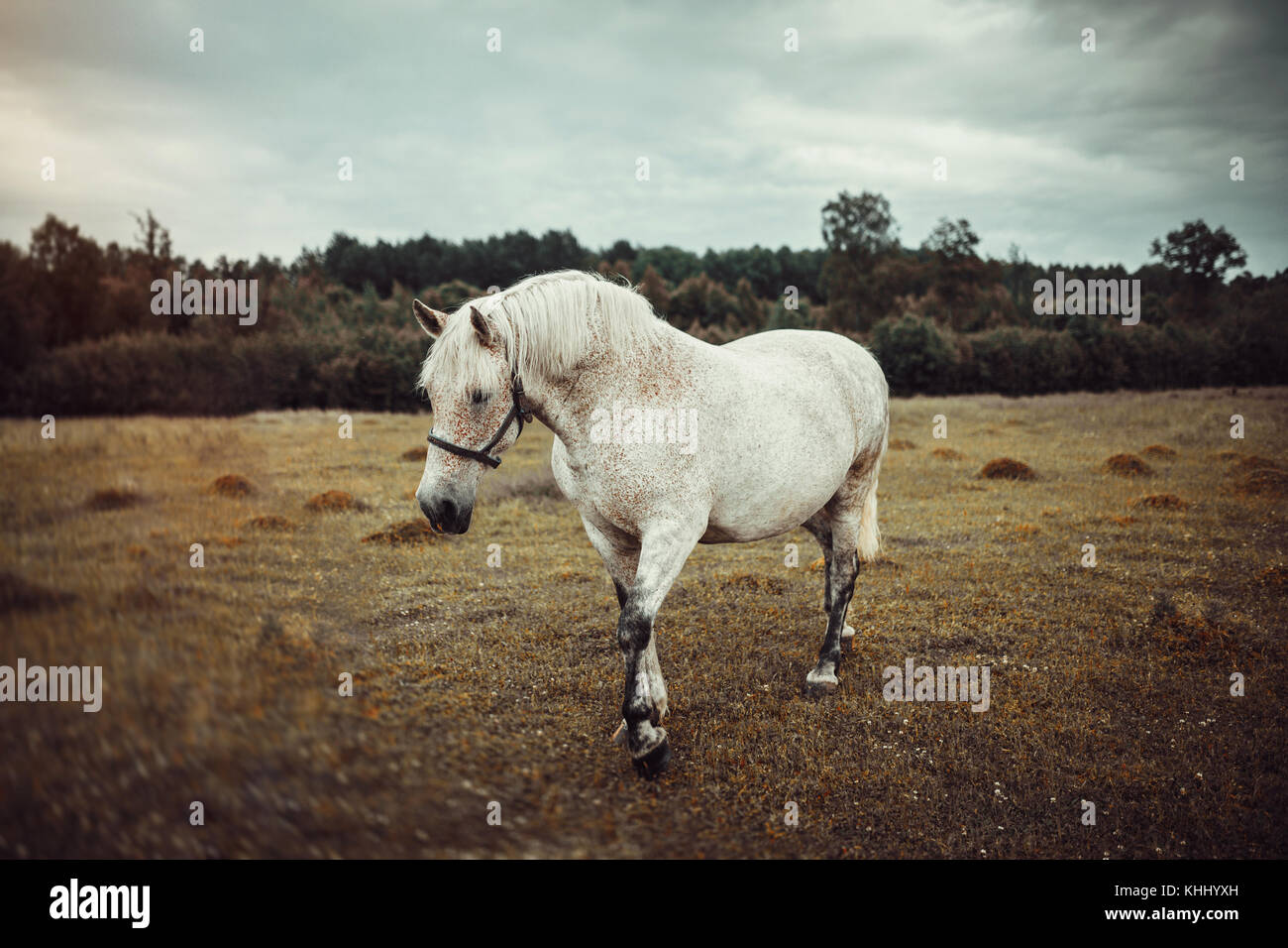 Weißes Pferd mit Sommersprossen Stockfoto