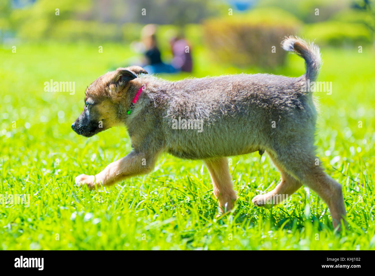 Aktive kleine Welpen herum laufen auf grünem Gras an einem sonnigen Tag Stockfoto