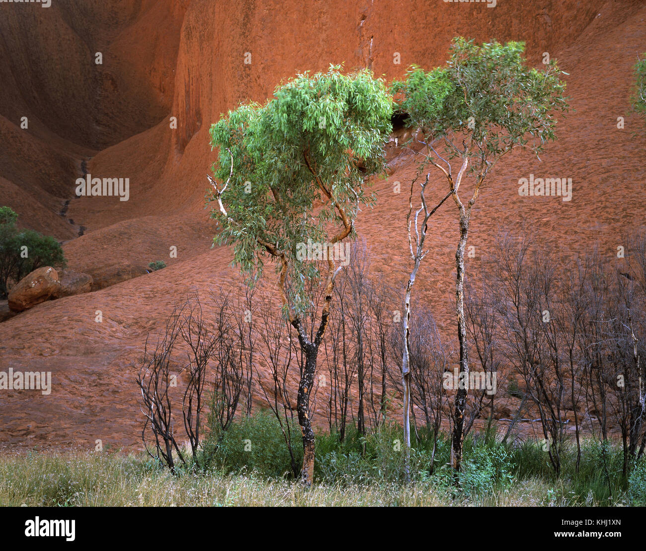 Bäume am Fuße des Uluru, Uluru-Kata Tjuta National Park, Northern Territory, Australien Stockfoto