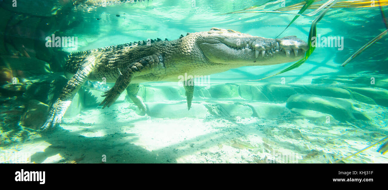 Versenkt oder Süßwasser oder Salzwasser Krokodil Krokodil liegt im Hinterhalt (Crocodylus porosus), Queensland, Australien Stockfoto