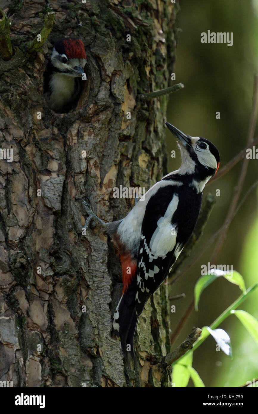 Größer/Buntspecht (Dendrocopos major) auf einem Baumstamm gehockt, gerade für die jungen Küken, Jugendlicher im Nest hole, Europa. Stockfoto