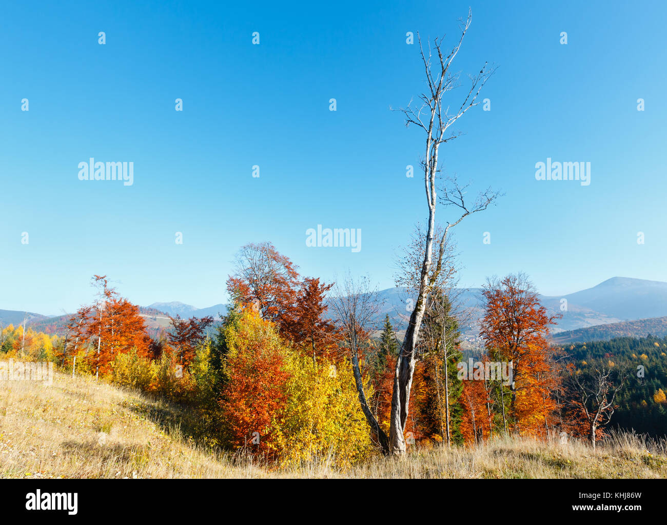 Morgen herbst Hänge (mit bunten Bäumen) der Karpaten (yablunytskyj Pass, ivano- frankivsk Oblast, Ukraine). Blick auf gorgany Mountain Range. Stockfoto