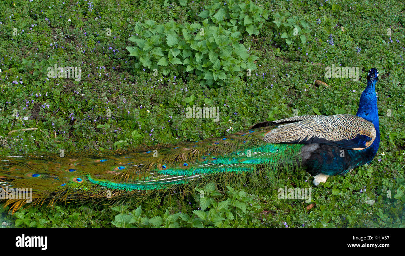 Pfauen, Pfauen, Pfauen, Stockfoto