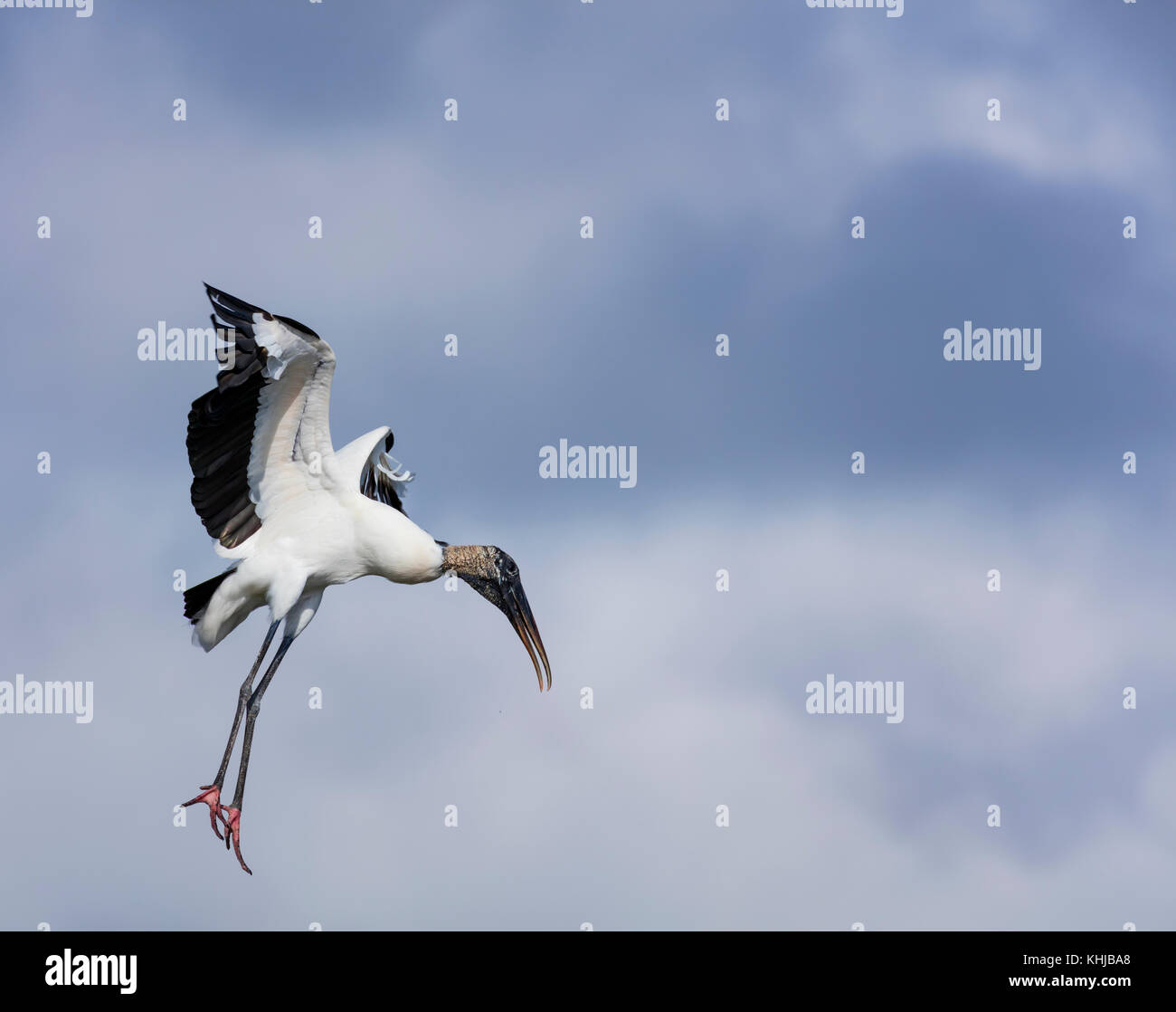 Holz Stork (mycteria americana), storchenfamilie, Everglades, Florida, Usa, américa Stockfoto