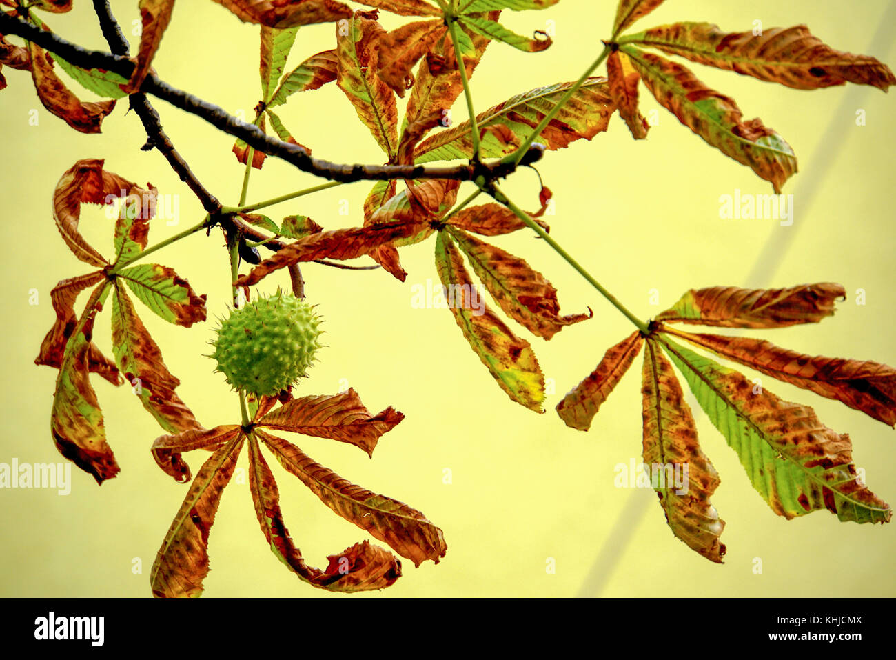 Nahaufnahme der Platanus Baum (Platane) mit Herbst Farbe Blätter. in Bulgarien im Oktober fotografiert. Stockfoto