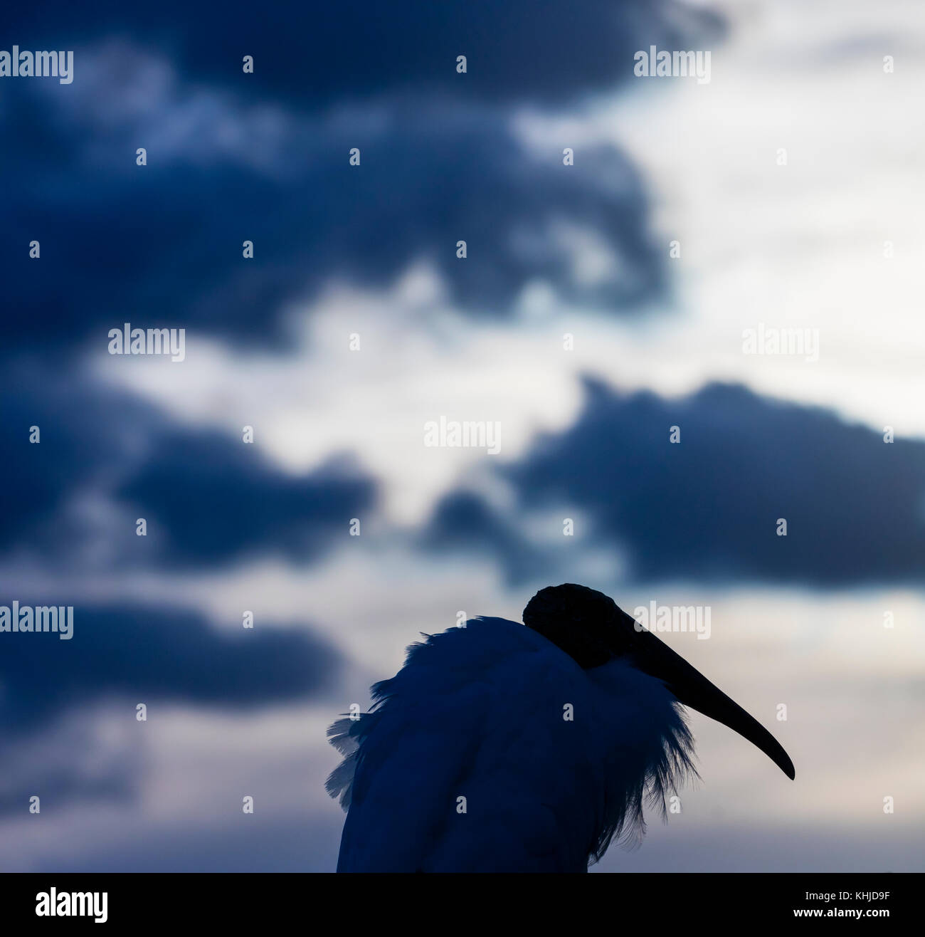 Holz Stork (mycteria americana), storchenfamilie, Everglades, Florida, Usa, américa Stockfoto