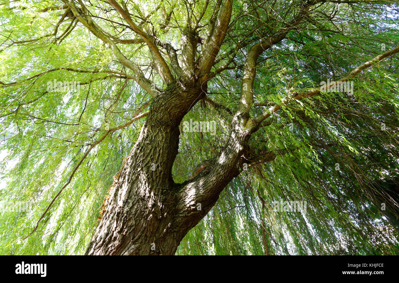 Unter dem Baldachin von 'Cher' eine große Trauerweide (Salix babylonica) im La Plaza Kulturgemeinschaftsgarten in New York Stockfoto