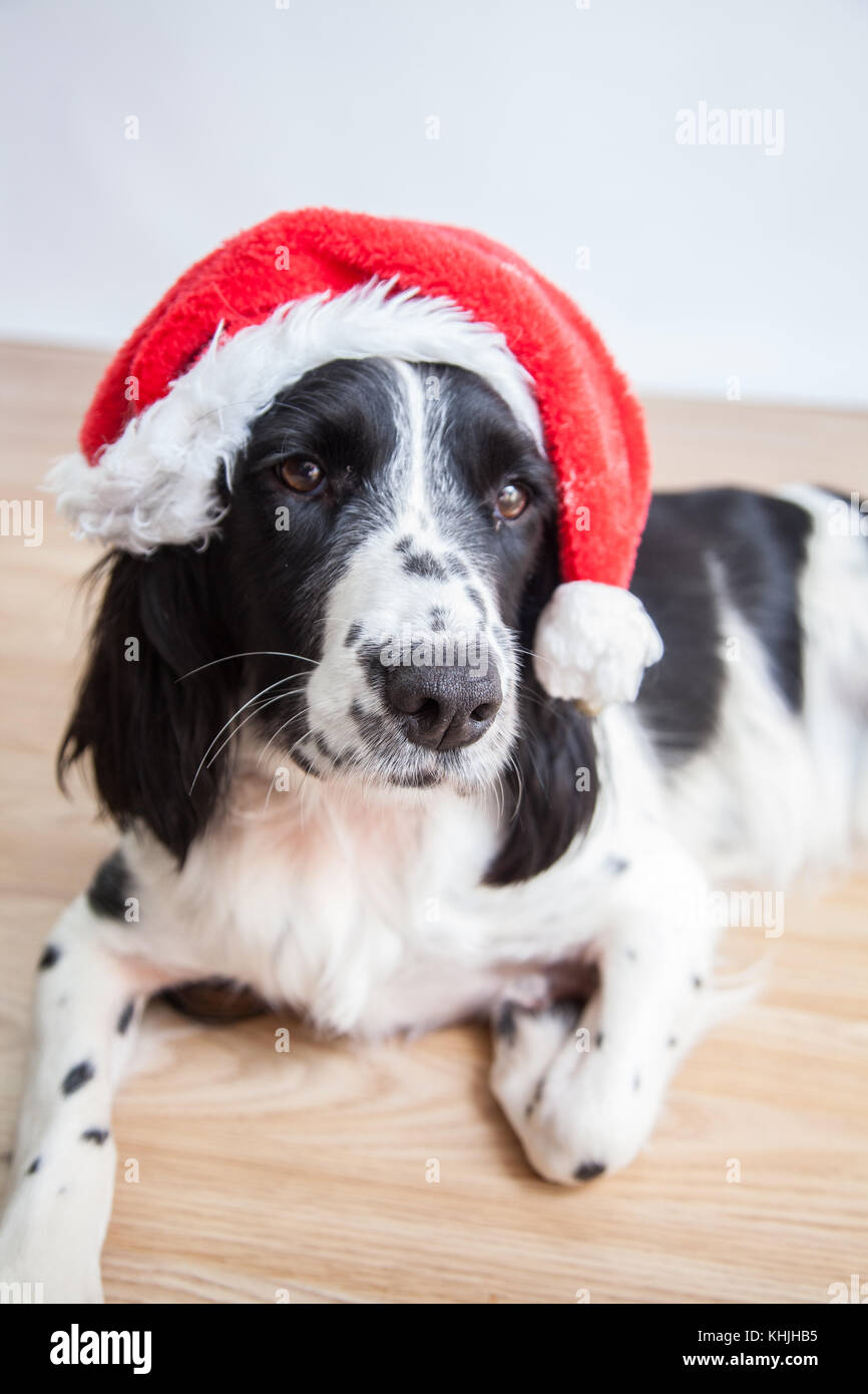 English Springer Spaniel In Mütze Stockfoto