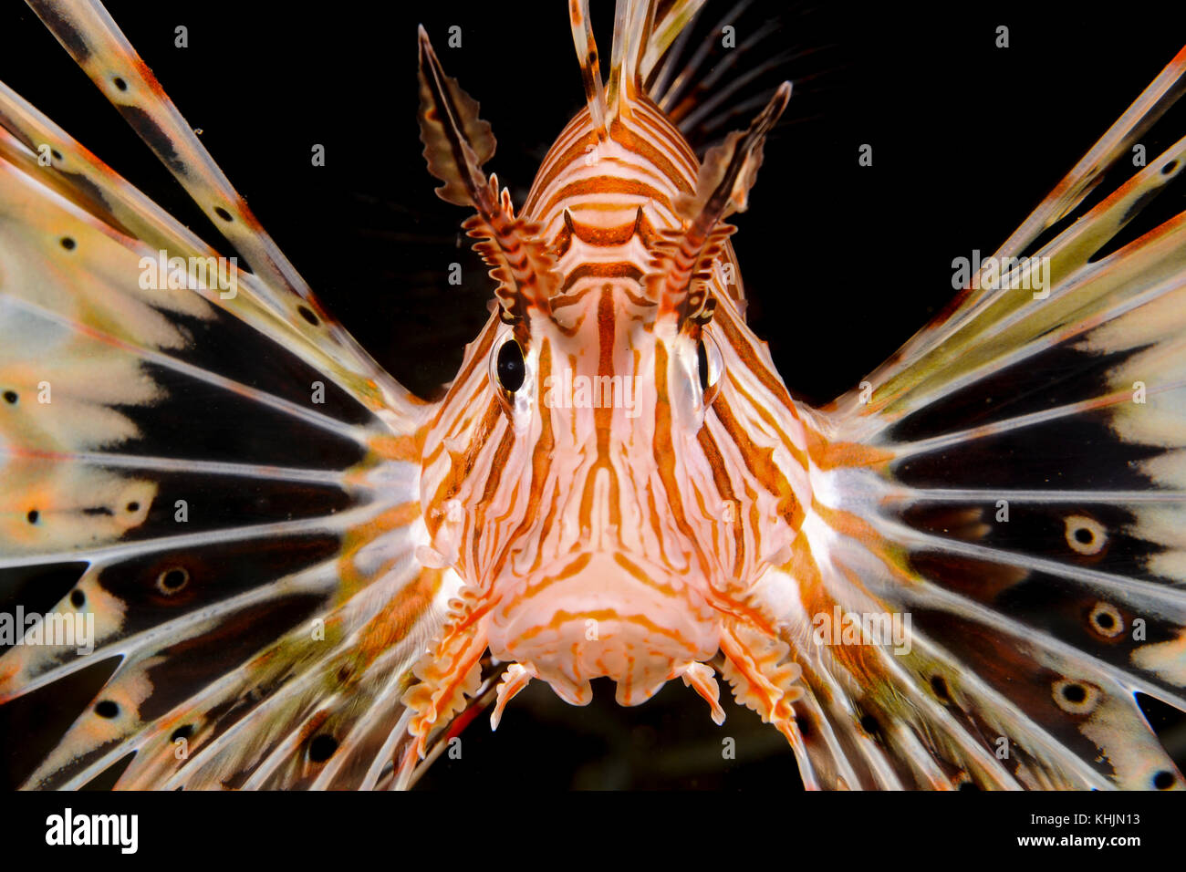 Israel, Eilat, Roten Meer,- Unterwasser Fotografie einer radialen Rotfeuerfisch Pterois radiata Nahaufnahme von Kopf und Gesicht Stockfoto