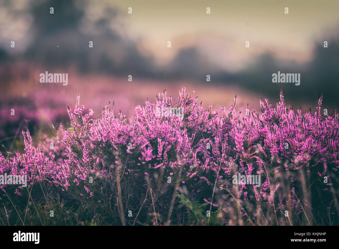 Blühende Heidekraut Blumen auf Britische Hochland Stockfoto