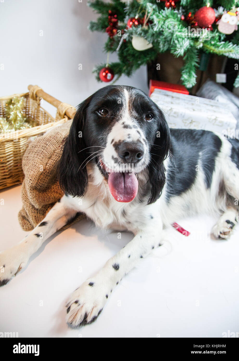 Süßer Hund in Weihnachten Szene Stockfoto