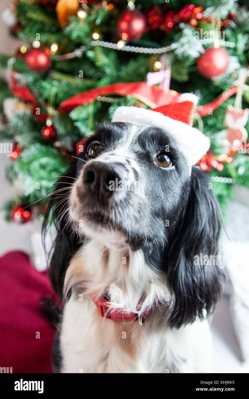 Süßer Hund in Weihnachten Szene Stockfoto